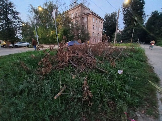 Спиленные на перекрестке Тимирязева и Гагарина продолжают лежать